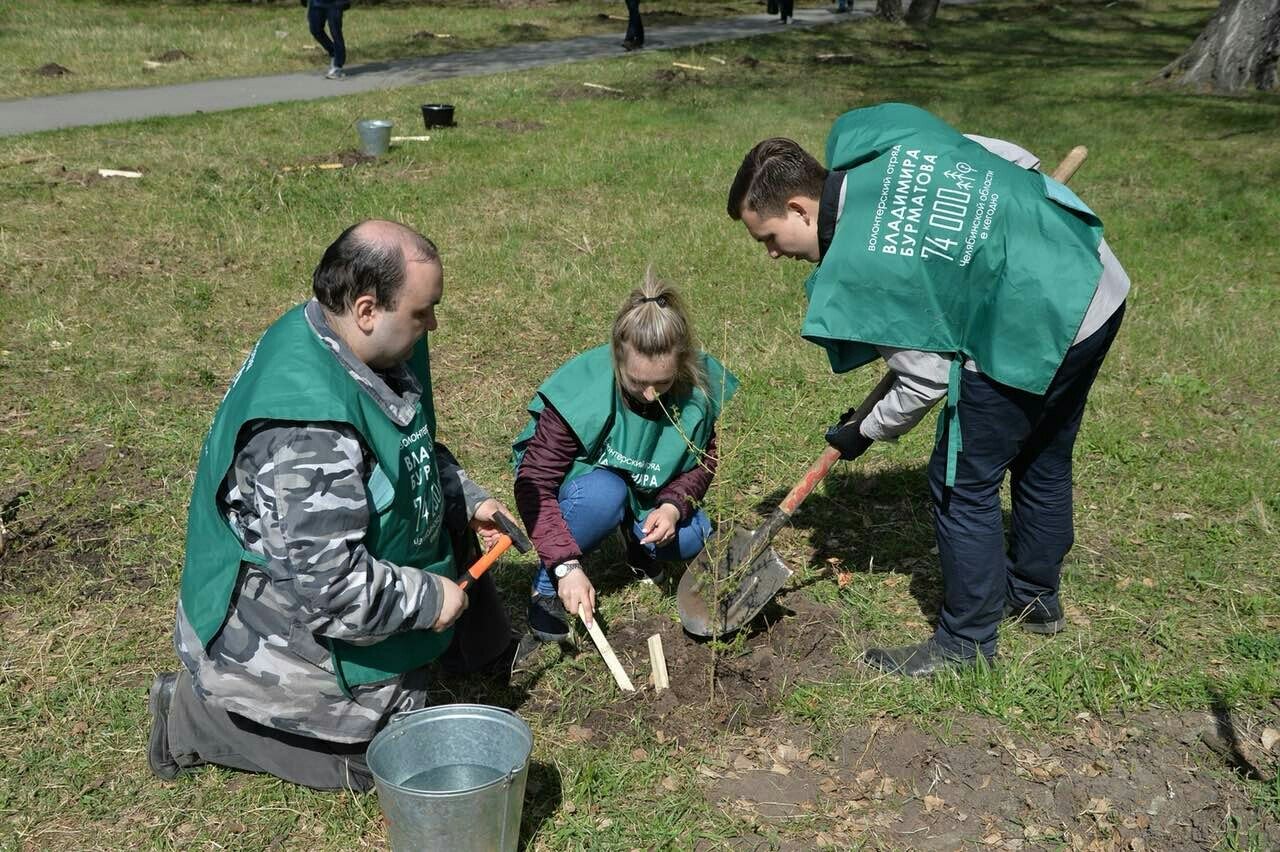 Аллею легендарных даурских лиственниц возродили в Челябинске