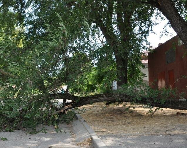 На шестилетнего мальчика упало дерево, ребенок в коме