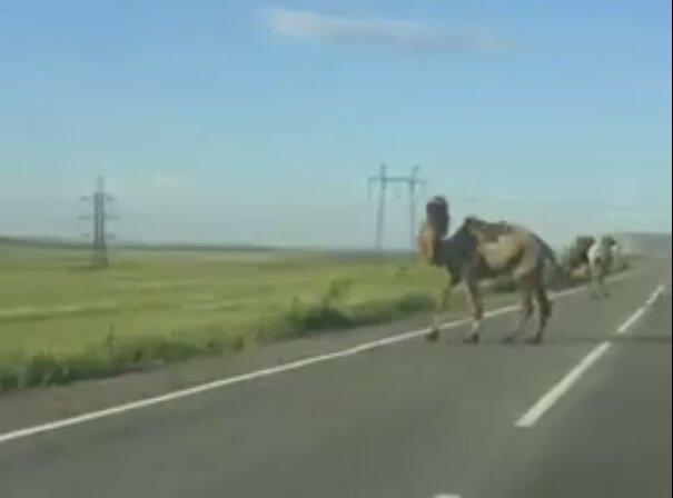 Стадо верблюдов на трассе